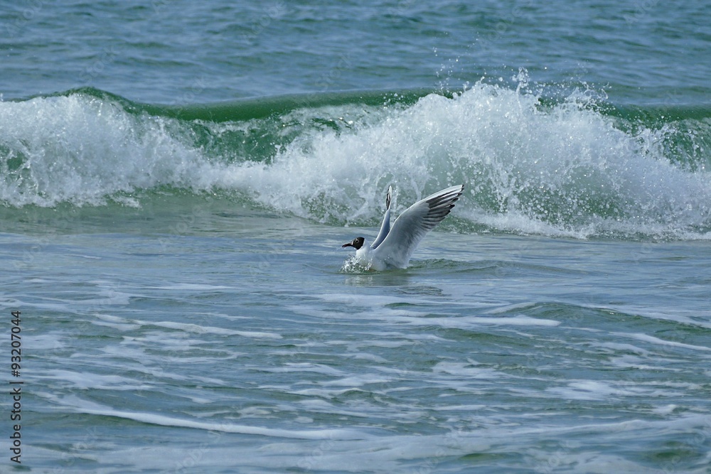 Naklejka premium Möwe im Meer