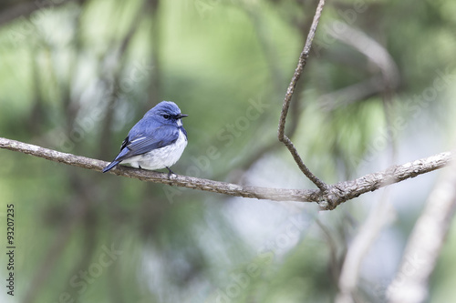 Ultramarine Flycatcher, migrate to north of Thailand stand on pine stick in nature