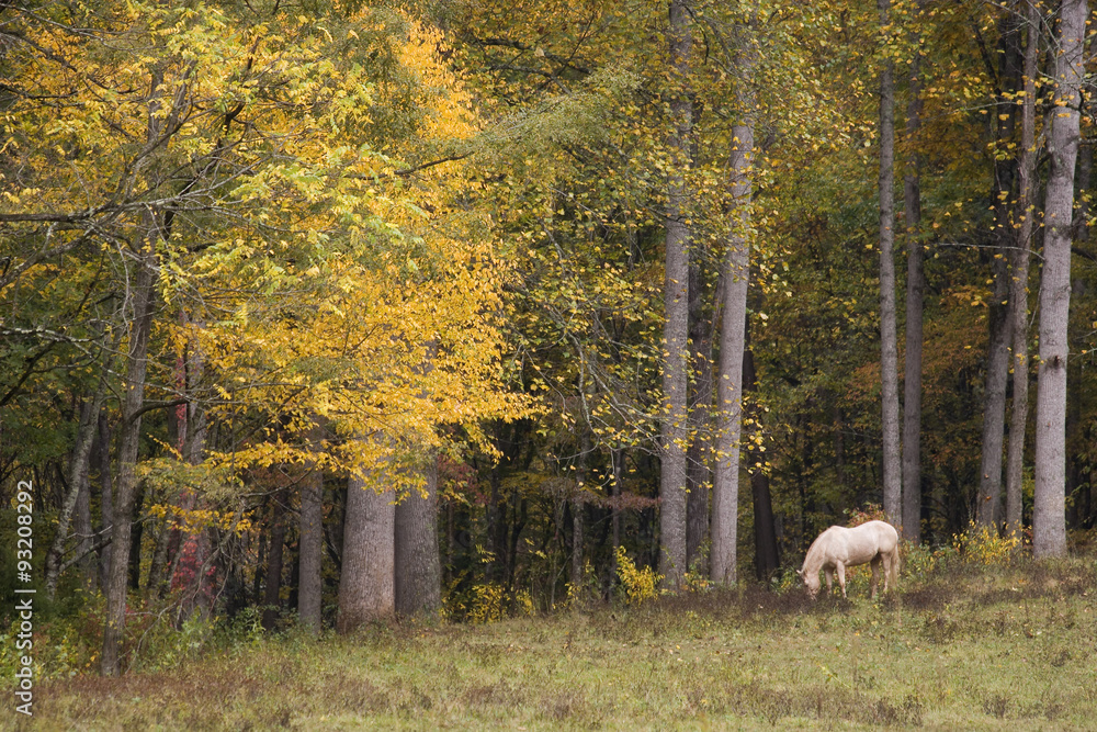 White Horse in a Fall Field