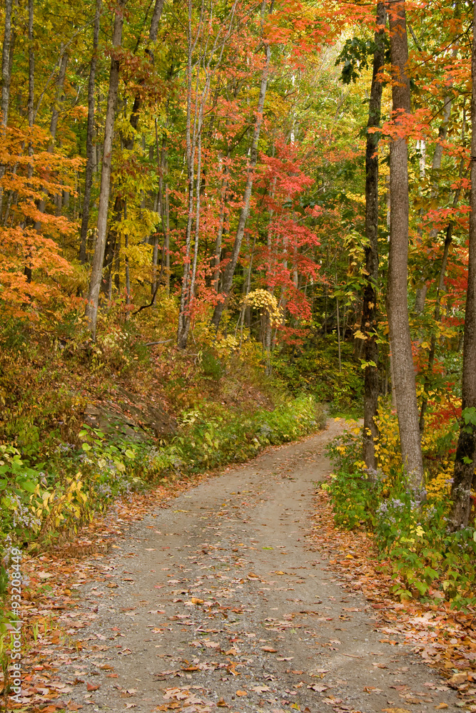 Fototapeta premium Country Gravel Road