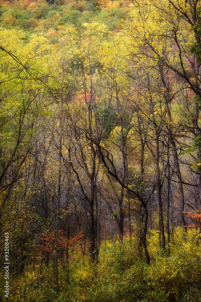 Obraz premium Forest in Color