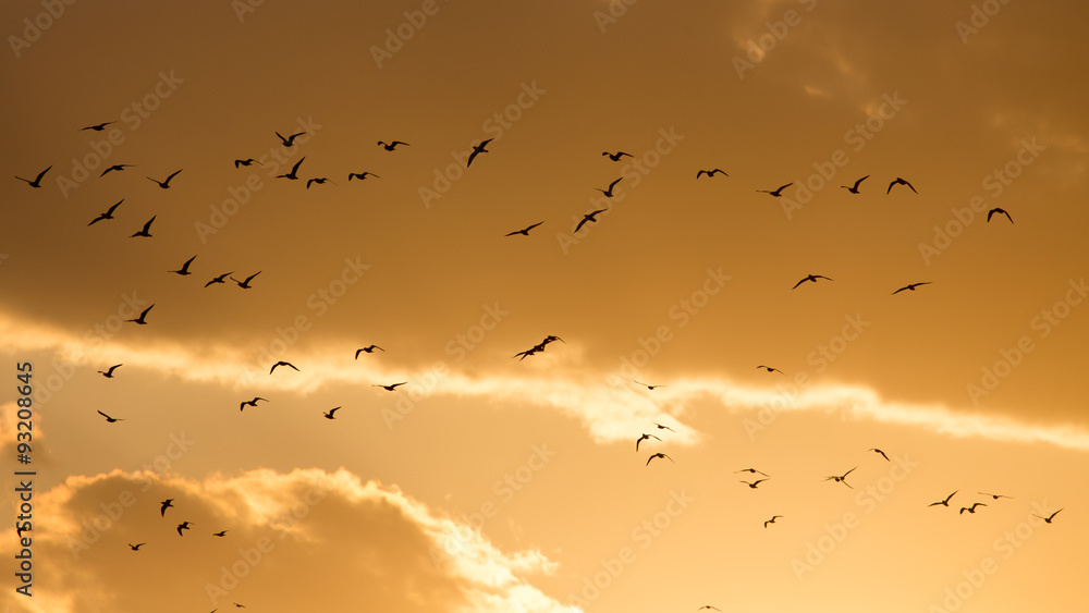 a flock of birds at sunset a flock of birds at sunset