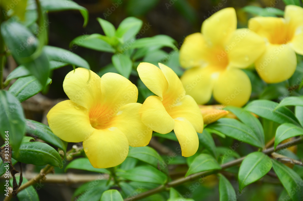 Fototapeta premium Close up of Golden Trumpet, flower