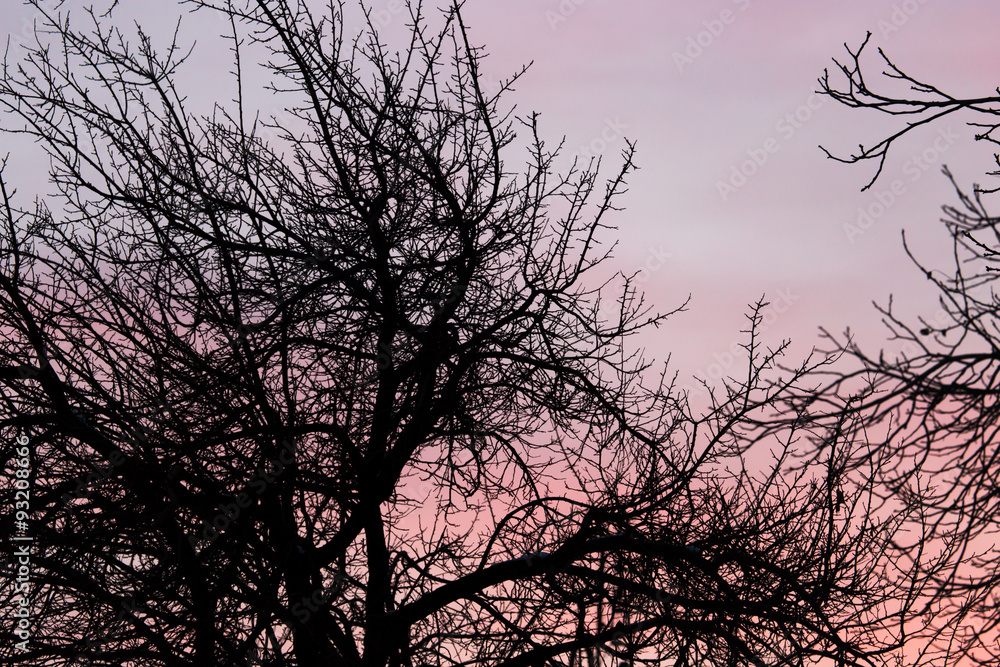 bare branches of a tree at sunset bare branches of a tree at sunset