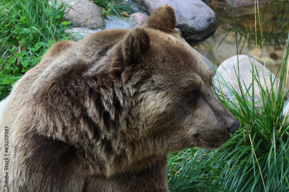 Obraz premium Niedźwiedź brunatny