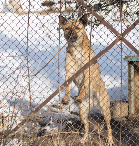 angry dog behind a fence