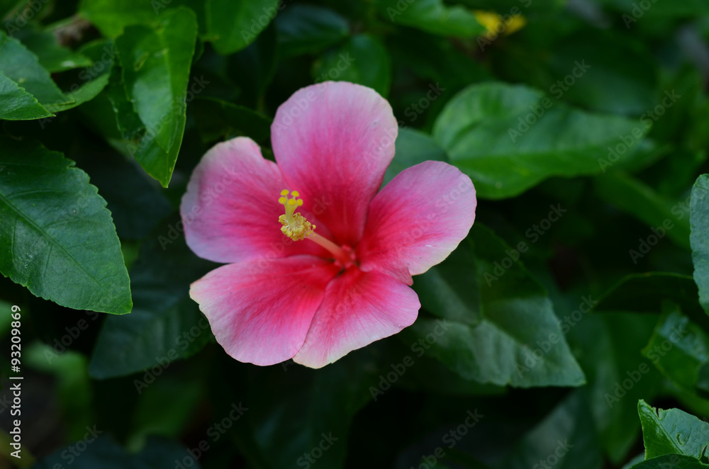 Fototapeta premium Pink Hibiscus