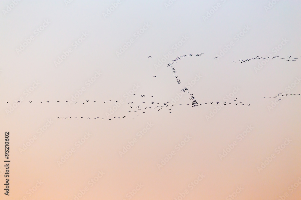 a flock of birds at sunset a flock of birds at sunset