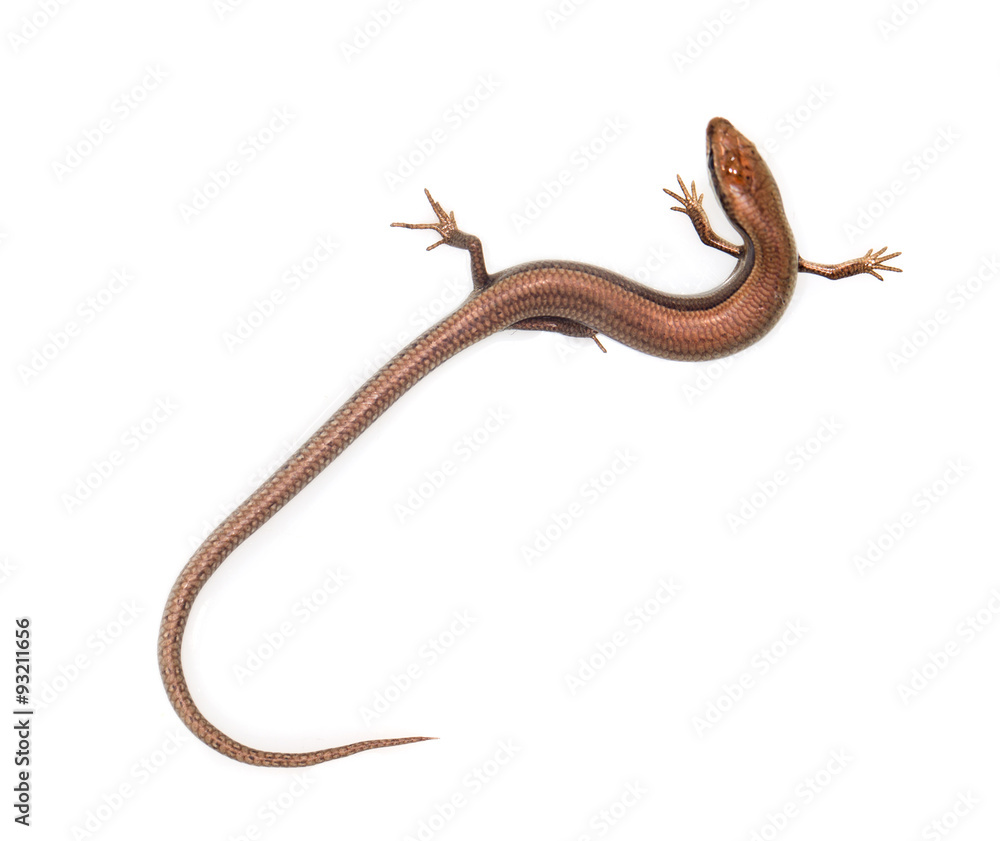 Fototapeta premium lizard on a white background
