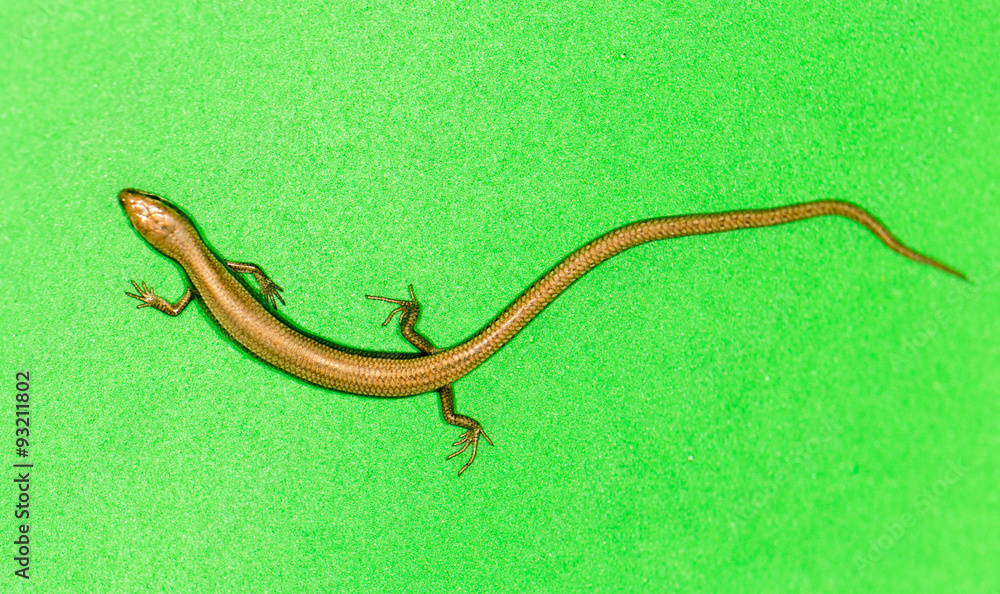 Fototapeta premium lizard on a green background