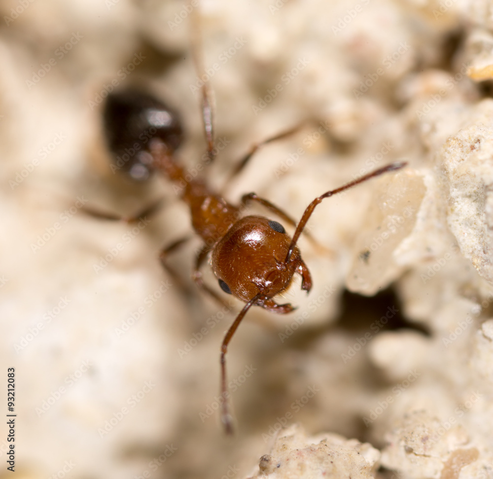 ant on the ground. Super Macro