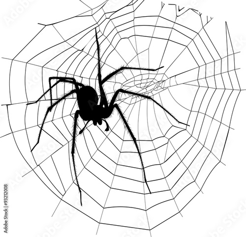 spider and spider web