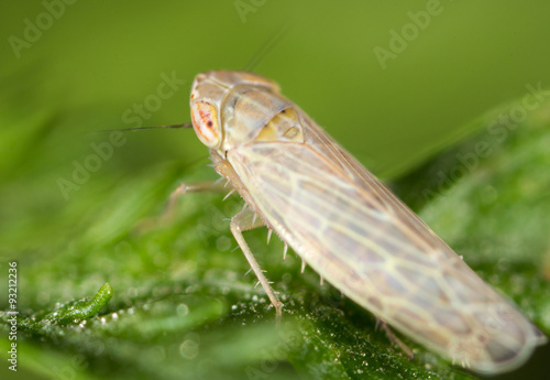 bug on a green leaf. close © schankz