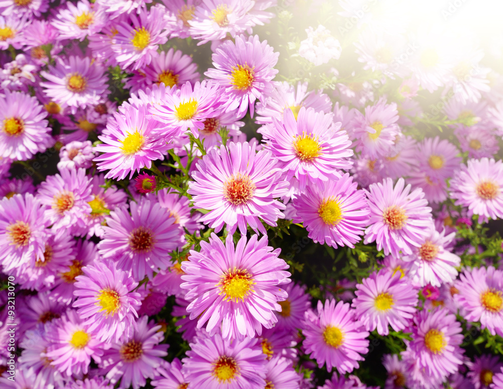 Violet Asters Violet Asters