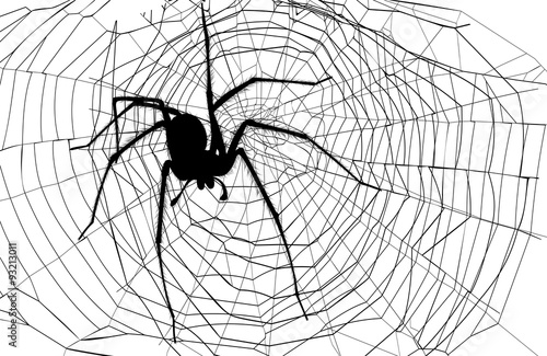 spider and spider web