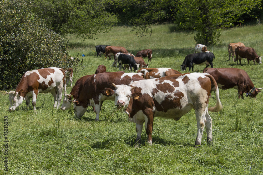 cows in spring