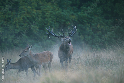 Red Deer - Stag of the morning fog.