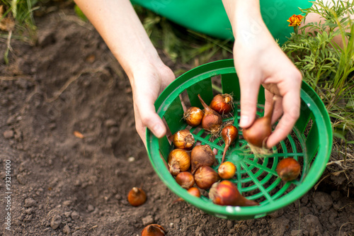 Fototapeta Naklejka Na Ścianę i Meble -  Planting flower bulbs (tulip) in the flower-garden in autumn