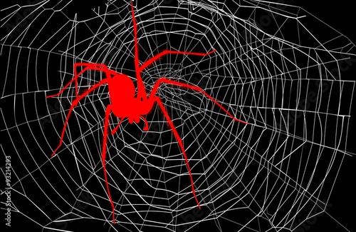 spider and spider web