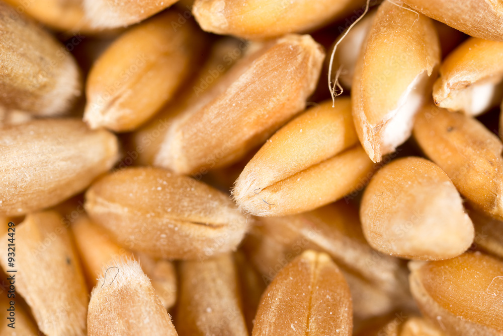 grain of wheat. super macro grain of wheat. super macro