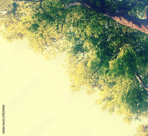 light burst among tree. vintage filtered image 