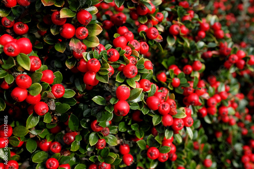 Bright red cotoneaster berries photo