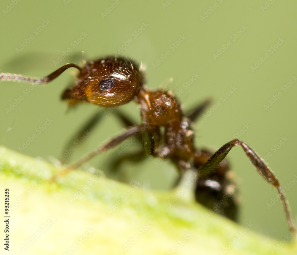 ant in nature. super macro ant in nature. super macro