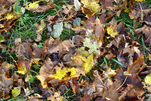 Herbstblätter am Boden