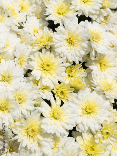 Beautiful white chrysanthemum