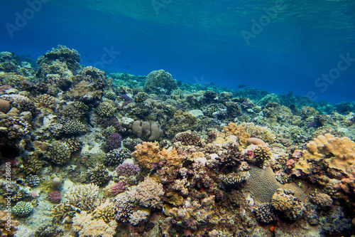 grosses buntes korallenriff