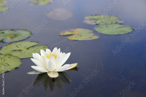 Macro white nenuphar floating on a dark water