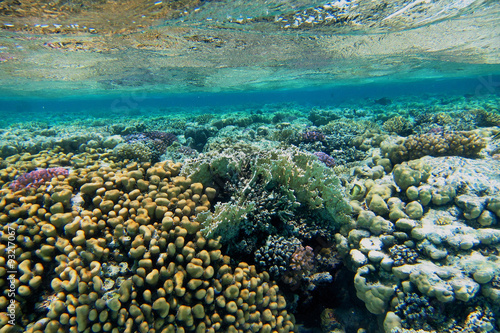 wunderschoene bunte korallen