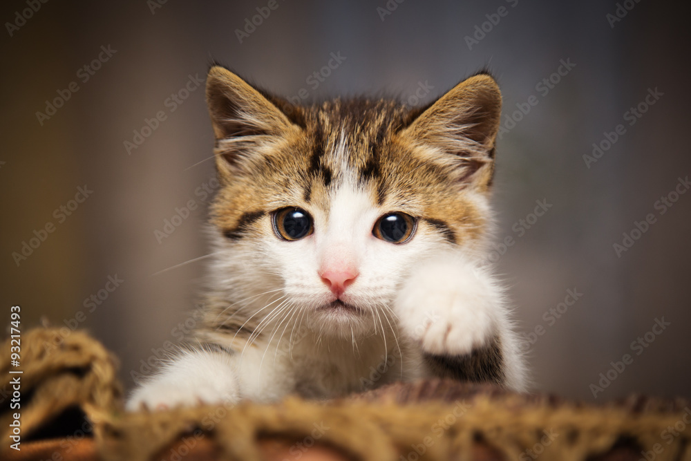 Obraz premium Cute kitten peeking out of a chair