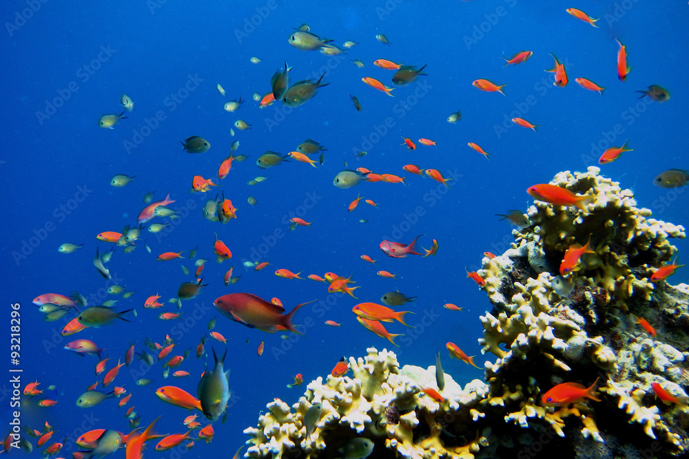 Fototapeta premium viele bunte kleine fische im roten meer