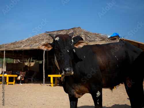 The cow on the beach. Focus on the cow.