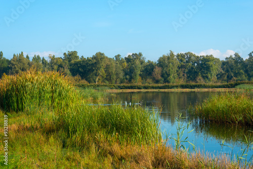 Shore of a hazy sunny lake in autumn