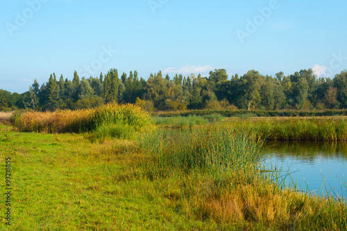 Shore of a hazy sunny lake in autumn
