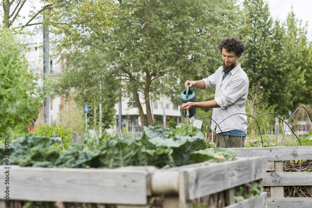 Young man watering plants of a raised bed Young man watering plants of a raised bed