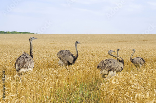 American greater rheas