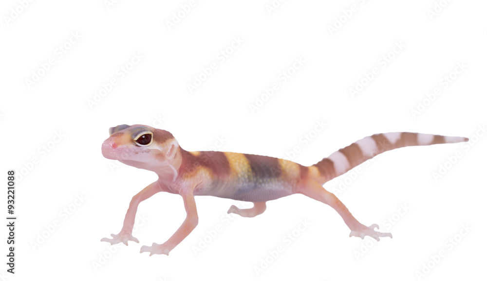 Obraz premium Leopard gecko Eublepharis macularius isolated