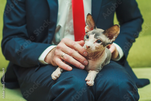 Sphinx cat sitting on the man's knees photo