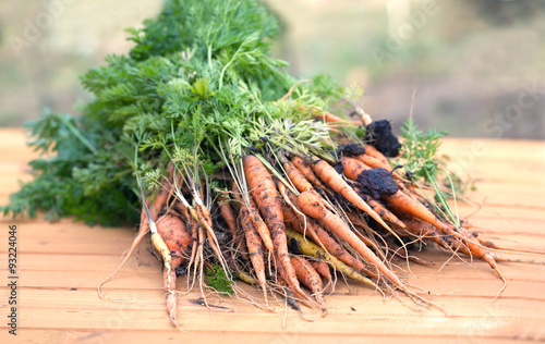 Large bundle of harvest of ripe carrots on a wooden surface. Photo closeup