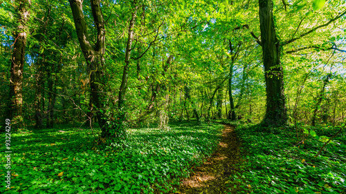 Waldweg