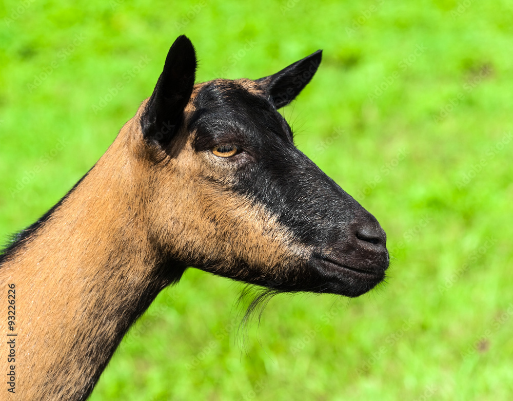 Goat Goat