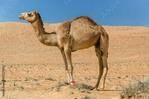 Camel walking through a desert
