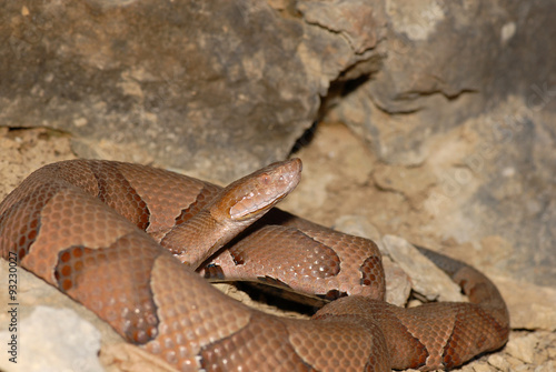 Osage Copperhead photo