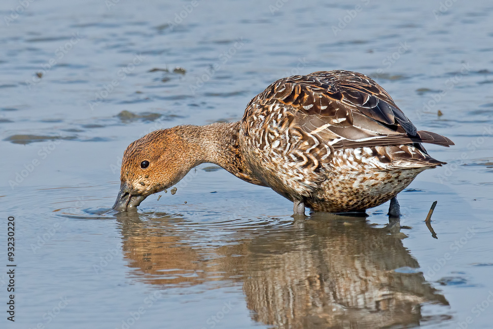 Fototapeta premium Female Northern Pintail Duck
