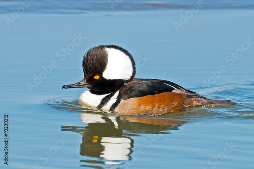 Male Hooded Merganser