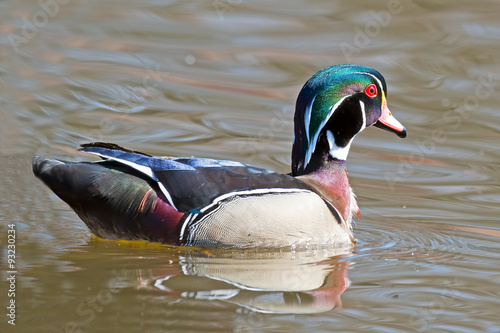 Wood Duck Floating in the Water photo