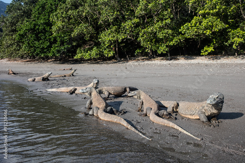 Komodo Dragons at Waterline in Indonesia photo